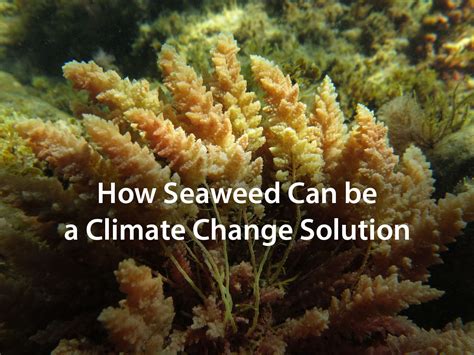 The Wall of Seaweed: Building Sustainability in Coastal Infrastructure